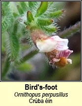 birds-foot (crúba éin)