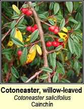 cotoneaster,willow-leaved