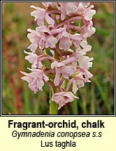 fragrant-orchid,chalk (lus taghla)