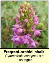 fragrant-orchid (lus taghla)