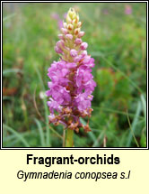 fragrant-orchids