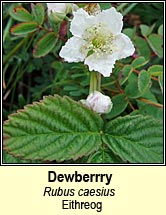 dewberry (eithreog)