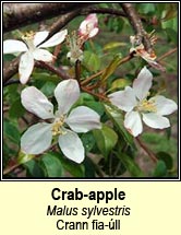 crab-apple (crann fia-úll)