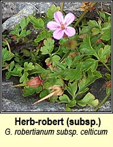herb robert ssp (ruithéal rí)