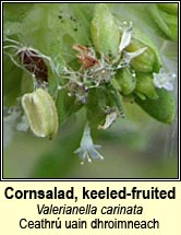 cornsalad,keeled-fruited (ceathrú uain dhroimneach)