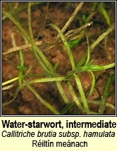 water-starwort,intermediate (réiltín leathan)