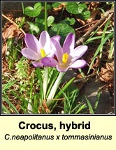 crocus,hybrid