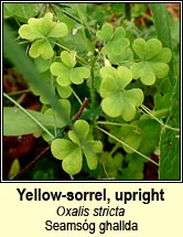 yellow-sorrel,upright (seamsg ghallda)