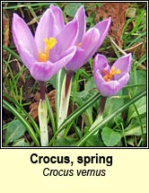 crocus,spring