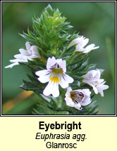 eyebrights (glanrosc)