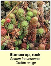 stonecrop,rock (grafán creige)