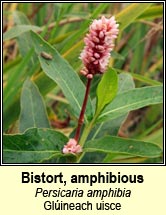 bistort,amphibious (glineach uisce)