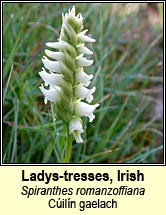 ladys-tresses,irish (cúillín gaelach)