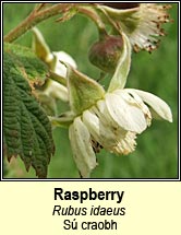 raspberry (sú craobh)