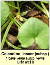 celandine,lesser (grán arcáin)