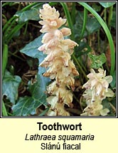toothwort (slánú fiacal)