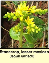 stonecrop,lesser mexican