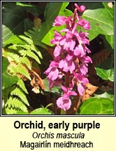 orchid,early purple (magairlín meidhreach)