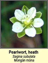 pearlwort,heath (mongán móna)