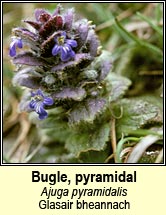 bugle,pyramidal (glasair bheannach)