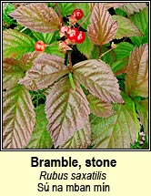 bramble,stone (sú na mban mín)