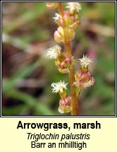 arrowgrass,marsh (barr an mhilltigh)