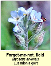forget-me-not,field (lus monla giort)