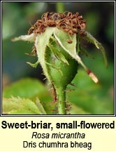 rose,sweet-briar,small-flowered (dris chumhra bheag)