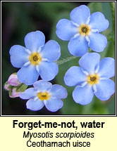 forget-me-not,water (ceotharnach uisce)