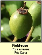 rose,field (rs lana)