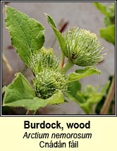 burdock,wood (cnádán fáil)