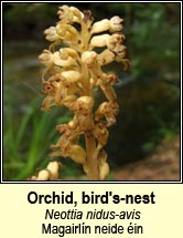 orchid,birds-nest (magairlín neide éin)