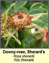 rose, downy-rose,Sherards (rs Shioraird)