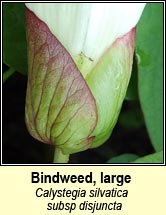 bindweed,large (ialus mór)