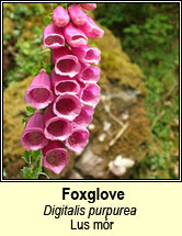 foxglove (lus mór)