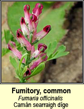 fumitory,common (deatach talún)