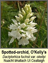 orchid, spotted, O'Kellys