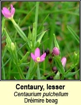 Centaury,lesser (dréimire beag)