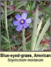 blue-eyed-grass,American