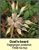 goat's-beard (finid na muc)