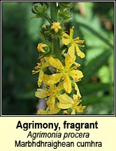 agrimony,fragrant (marbhdhraighean cumhra)