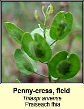 penny-cress,field (praiseach fhia)