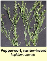 pepperwort,narrow-leaved