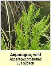 asparagus,wild (Lus súgach)