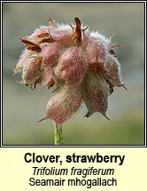 clover,strawberry (Seamair mhogallach)