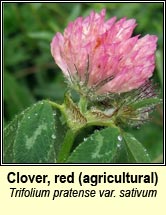 clover,red,agricultural variety