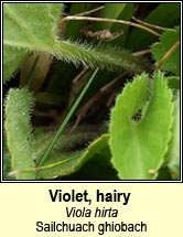 violet,hairy (Sailchuach ghiobach)