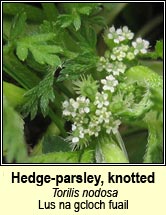 hedge-parsley,knotted (Lus na gcloch fuail)