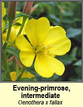 evening-primrose, intermediate