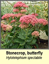 stonecrop,butterfly